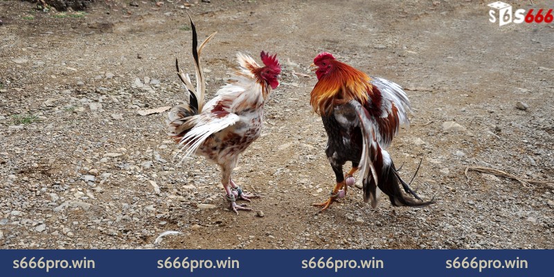 Nguồn gốc và đặc điểm nổi bật của gà tre